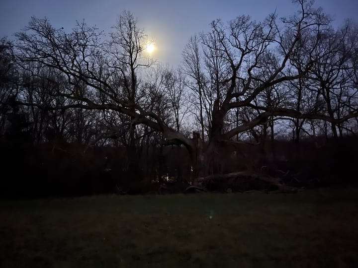 Moonlight caught in the branches of old trees
