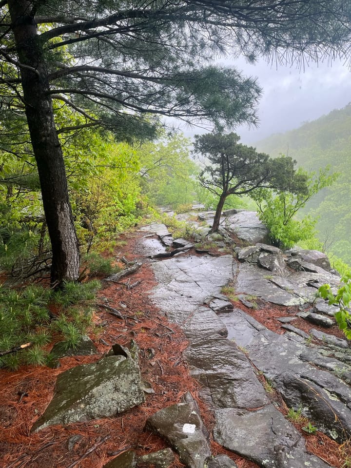 Pine trees on a rain-darkened mountain overlook