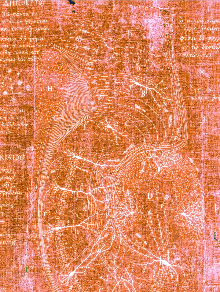 Nerve Maps anatomical diagram in coral and white